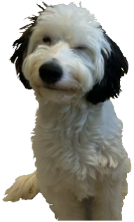 louie wink